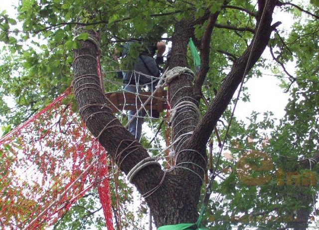  Grimper sur l'arbre 